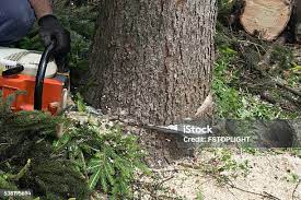 How Our Tree Care Process Works  in  Lincoln University, PA