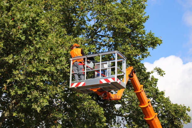 Best Hedge Trimming  in Lincoln University, PA