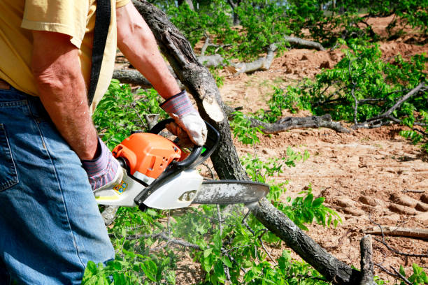 Reliable Lincoln University, PA Tree Care  Solutions